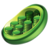 L-Carnitine Mitochondria - supports energy metabolism
